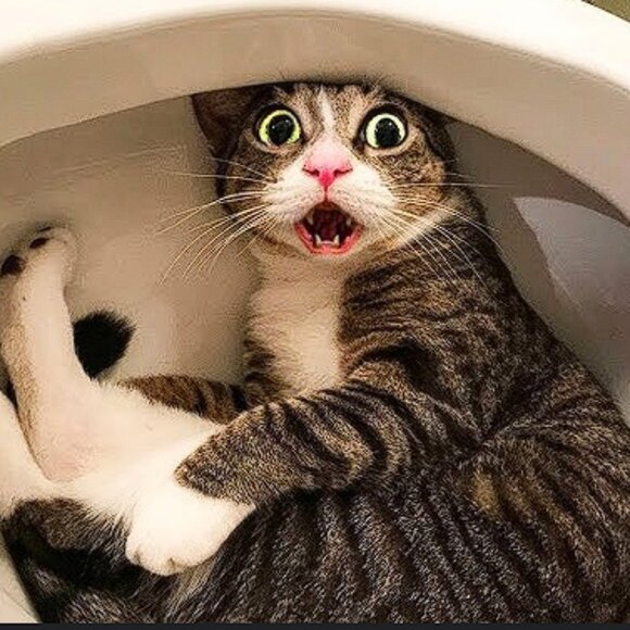 Pepe Foundation - Show 8 - 10/30/2025 - Picture 5 of 7